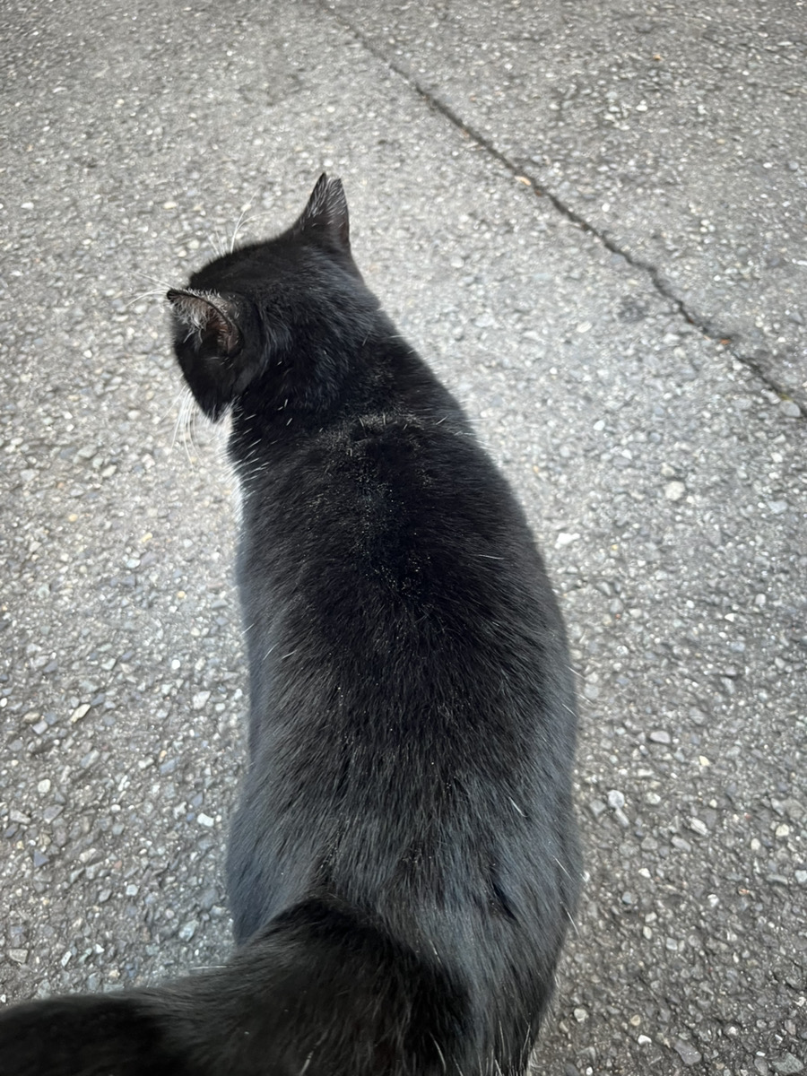 猫